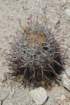 ferocactusgracilis2_small.jpg