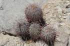 ferocactusgracilis3_small.jpg