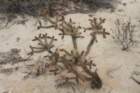 cylindropuntiamolesta2_small.jpg