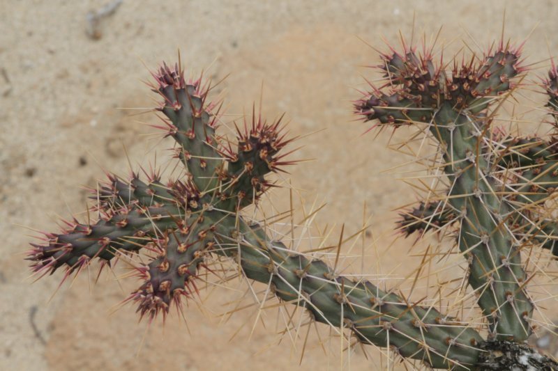 cylindropuntiamolesta3.jpg