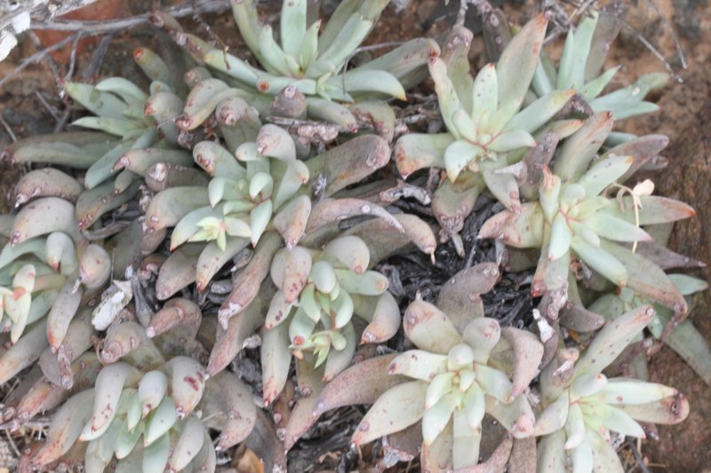 dudleyacampanulata.jpg