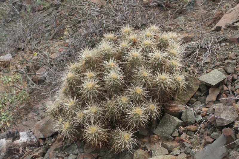 echinocereusmaritimus.jpg