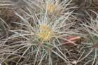 echinocereusmaritimus2_small.jpg