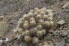 echinocereusmaritimus_small.jpg