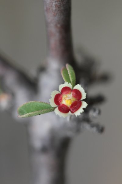 euphorbiamisera.jpg