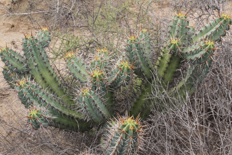 myrtillocactuscochal.jpg