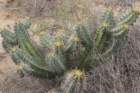 myrtillocactuscochal_small.jpg