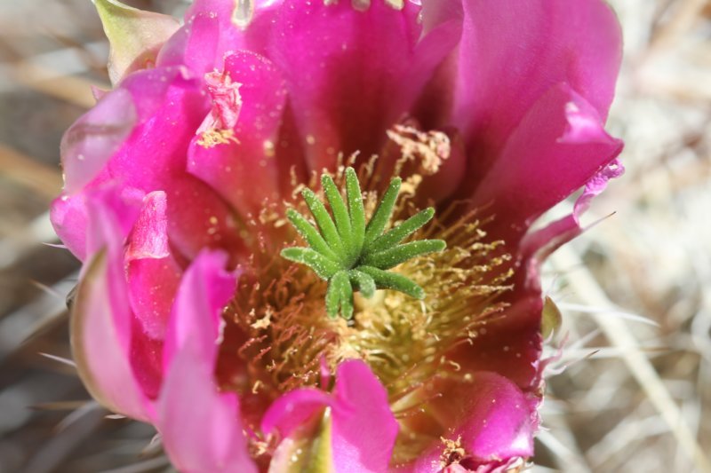 echinocereusengelmannii2.jpg