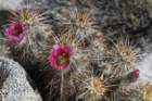 echinocereusengelmannii_small.jpg