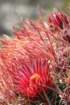 ferocactusgracilis2_small.jpg