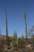 habitatlophocereusschottiicentreforeground_small.jpg