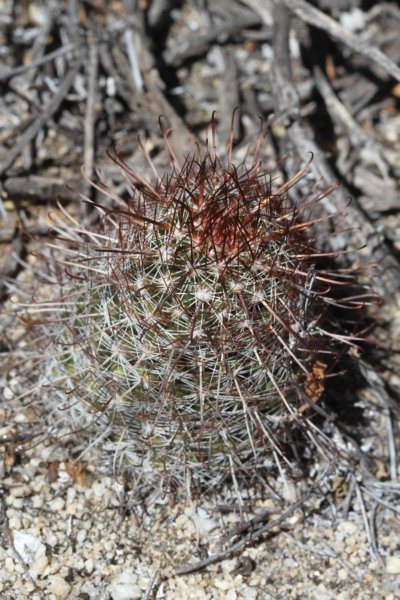 mammillariahutchisoniana2.jpg