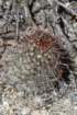 mammillariahutchisoniana2_small.jpg