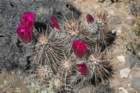 echinocereusengelmannii_small.jpg