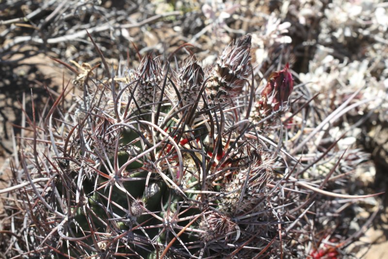 echinocereuslindsayi2.jpg