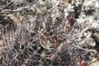 echinocereuslindsayi2_small.jpg