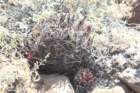 echinocereuslindsayi_small.jpg