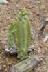 lophocereusschottiimonstrose4_small.jpg