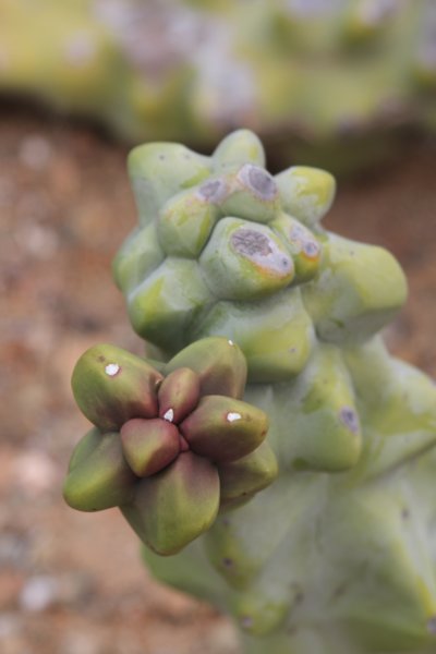 lophocereusschottiimonstrose5.jpg