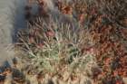 ferocactusviridescens2_small.jpg