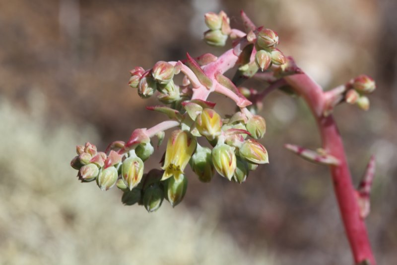 dudleyacultrata.jpg