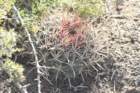ferocactusviridescens_small.jpg