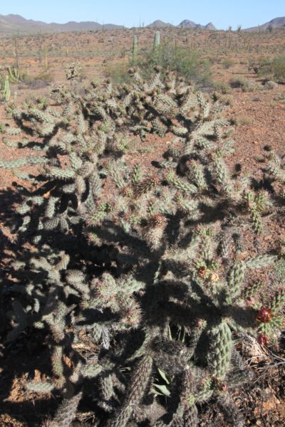 cylindropuntiaprolifera.jpg