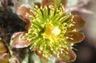 cylindropuntiaprolifera3_small.jpg