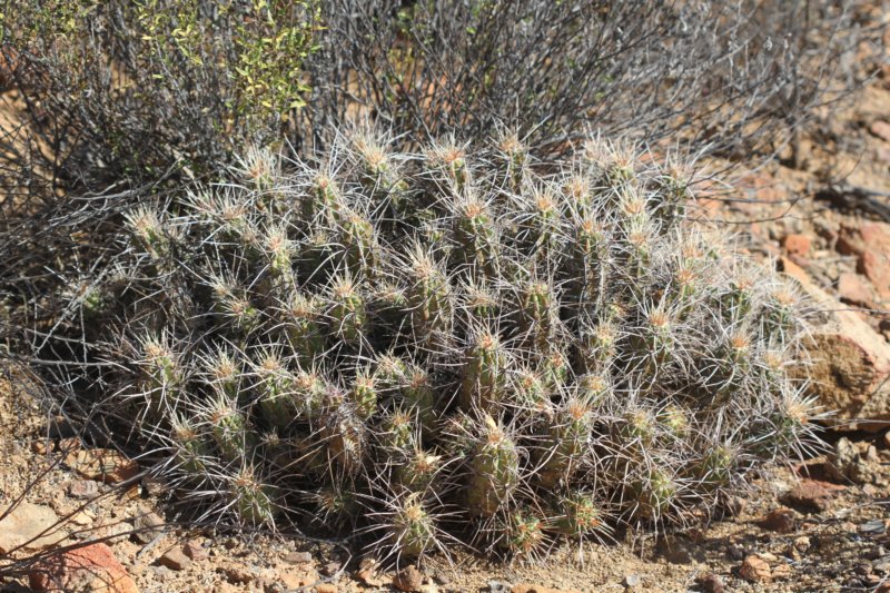 echinocereusmaritimus.jpg