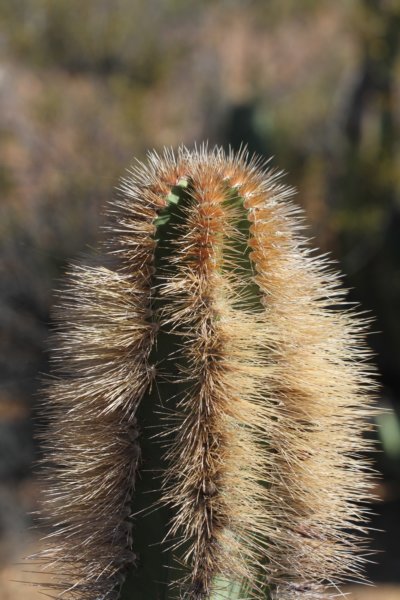 lophocereusschottii5.jpg