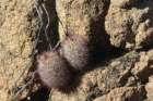 mammillariahutchisoniana_small.jpg