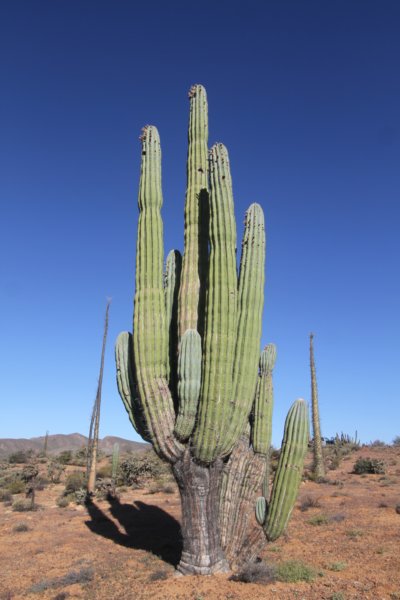 pachycereuspringlei.jpg
