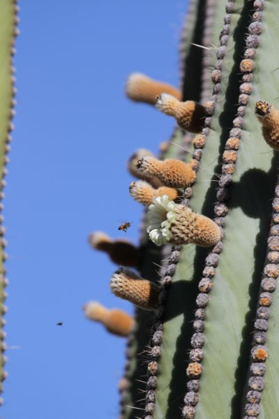 pachycereuspringlei2.jpg