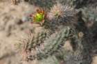 cylindropuntiaalcahesvarburreagana_small.jpg