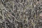 cylindropuntiatesajo_small.jpg