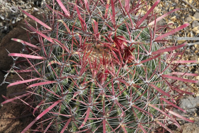 ferocactusgracilis.jpg