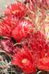 ferocactusgracilis3_small.jpg