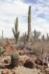 habitatferocactusacanthodespachtcereuspringlei_small.jpg