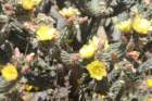 cylindropuntiacalifornica2_small.jpg