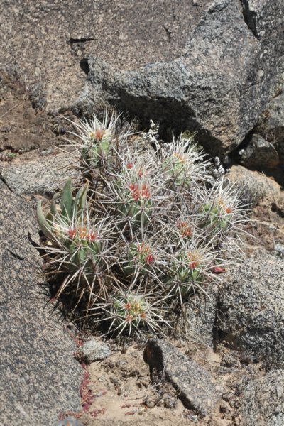 echinocereusmaritimus.jpg