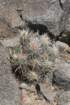 echinocereusmaritimus_small.jpg