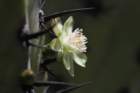 myrtillocactuscochal2_small.jpg