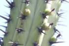 myrtillocactuscochal3_small.jpg