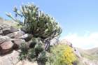 myrtillocactuscochal_small.jpg