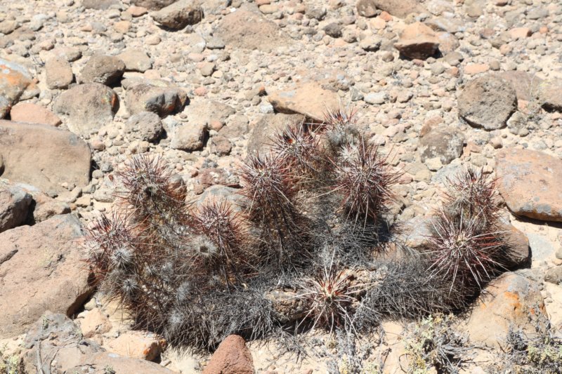 echinocereusferreirianus.jpg