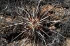 echinocereusferreirianus2_small.jpg