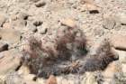 echinocereusferreirianus_small.jpg