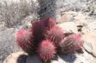ferocactusgracilis_small.jpg