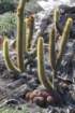 bergerocactusemoryi_small.jpg