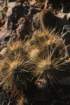 echinocereusmaritimus2_small.jpg